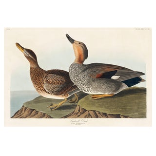 Gadwall Duck, Vintage Art Print Reproduction From Birds of America by John James Audubon, 60" X 40" For Sale