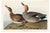 Gadwall Duck, Vintage Art Print Reproduction From Birds of America by John James Audubon, 60" X 40" For Sale