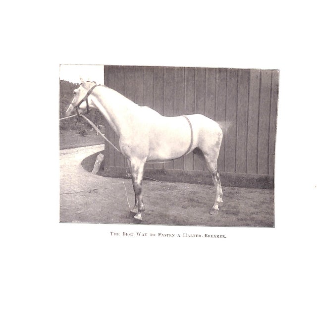 "Our Noblest Friend, the Horse" 1903 Ware, Francis M For Sale In New York - Image 6 of 11