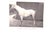 "Our Noblest Friend, the Horse" 1903 Ware, Francis M For Sale In New York - Image 6 of 11