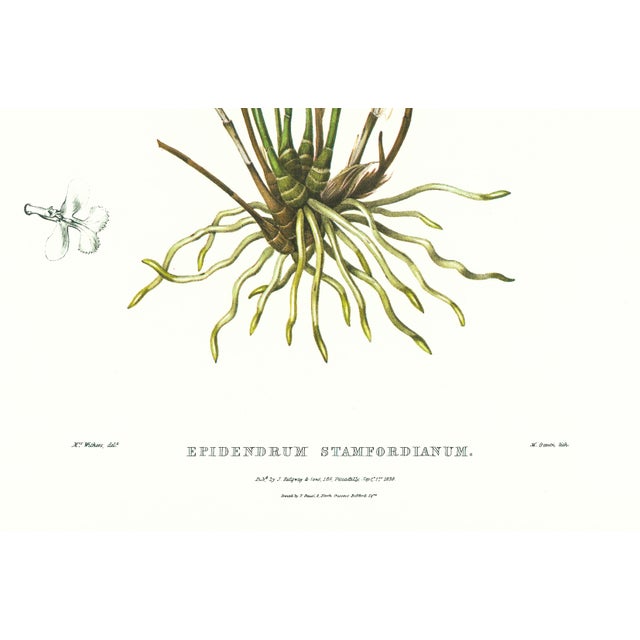 Large 1973 Orchid Flower Lithograph "Epidendrum Stamfordianum" (Lord Stamford's Epidendrum) After James Bateman For Sale - Image 4 of 7