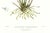 Large 1973 Orchid Flower Lithograph "Epidendrum Stamfordianum" (Lord Stamford's Epidendrum) After James Bateman For Sale - Image 4 of 7