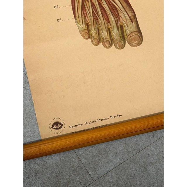 Vintage School Board Muscle of Man, Germany, 1950s For Sale - Image 3 of 6