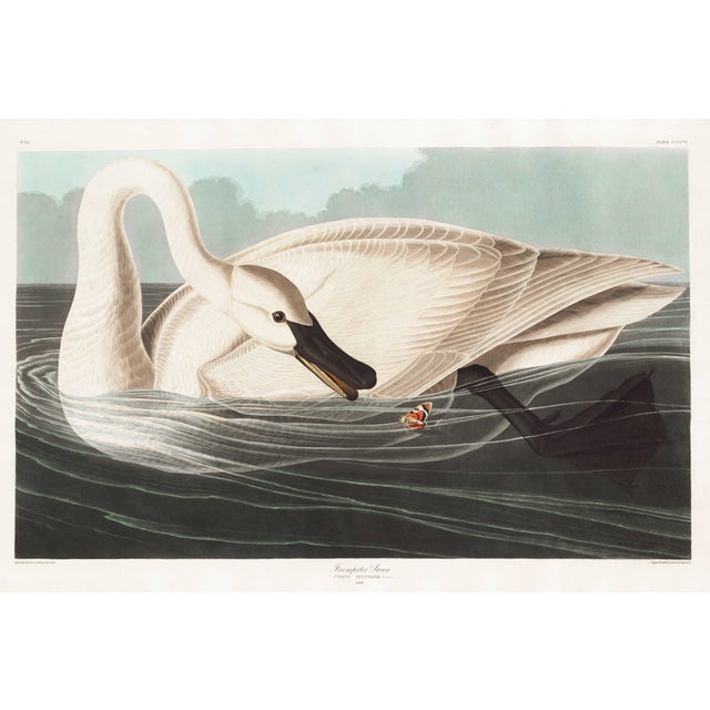 Trumpeter Swan, 1827 – John James Audubon Vintage Bird Art Print, 16" X 24" For Sale