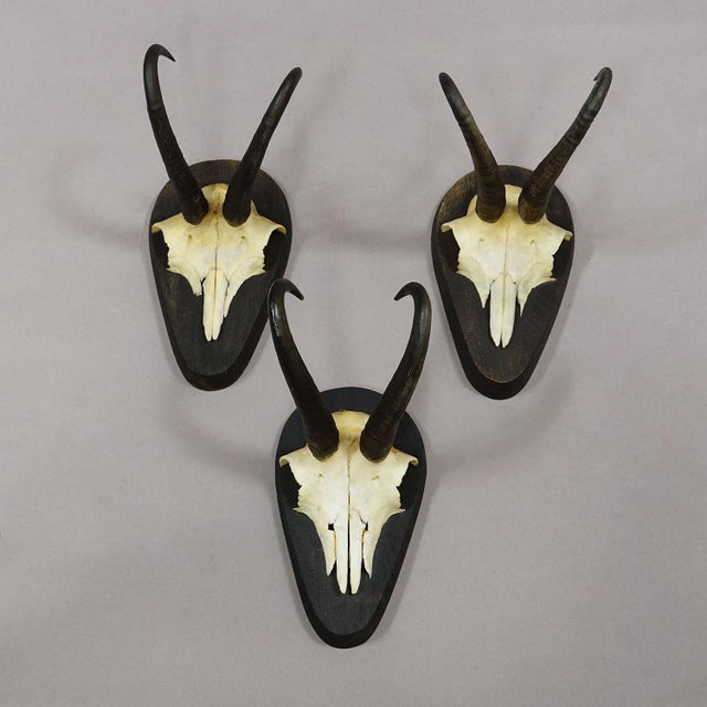 1980s Set of Six Vintage Chamois Trophies on Wooden Plaques, Germany Ca. 1980s For Sale - Image 5 of 7