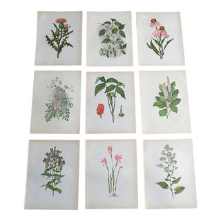 Antique 19th Century Botanical Chromolithographs - Set of 9 For Sale