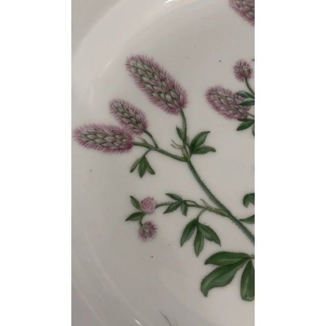 White Late 18th Century Royal Copenhagen Flora Danica Dinner Plate #20/3549 Trifolium L. For Sale - Image 8 of 8