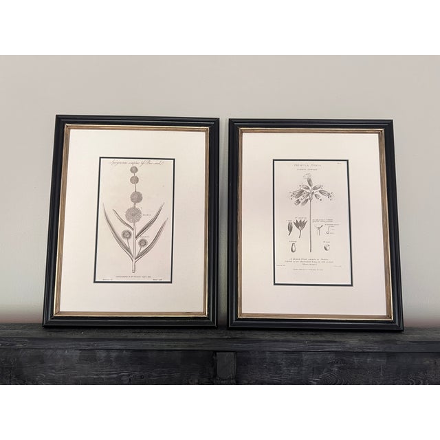 Antique English Botanical Prints Framed-Set of 2 - Authentic 1812 Robert Thorton Prints For Sale In Greensboro - Image 6 of 7