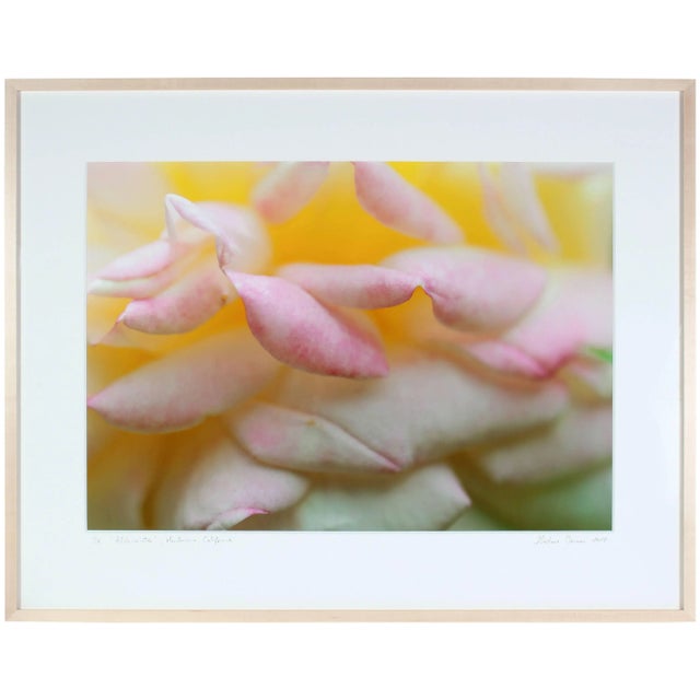 Please allow at least 14 days for printing and framing before a piece is shipped. Entitled "Alchimiste", this 2014...