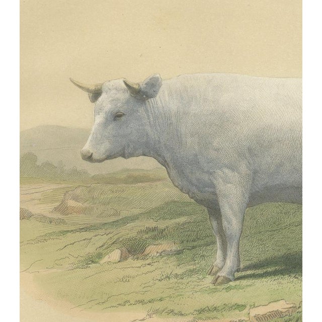 Geoffroy After Jadin, Charolais Cow, 1873, Paper For Sale - Image 4 of 12