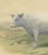 Geoffroy After Jadin, Charolais Cow, 1873, Paper For Sale - Image 4 of 12