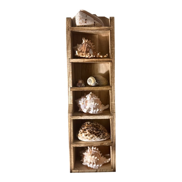 Multi-Tier Stained Wood Shelf With Natural Conch and Murex Shells For Sale