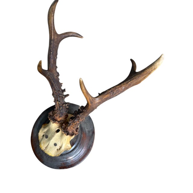 Cabin Roe Deer Trophy 15 Black Forest Antlers Mount For Sale - Image 3 of 5