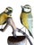 Folk Art Austrian Folk Art Carved Wood Bird Pair #70, 1930s For Sale - Image 3 of 5