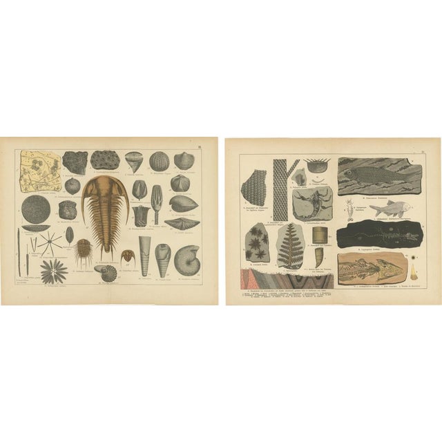 Schubert, Trilobites, Crinoids and Coal Measures, 1880, Paper, Set of 2 For Sale - Image 5 of 10
