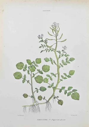 Vincenzo Tenore, Watercress, Lithograph, 1870s