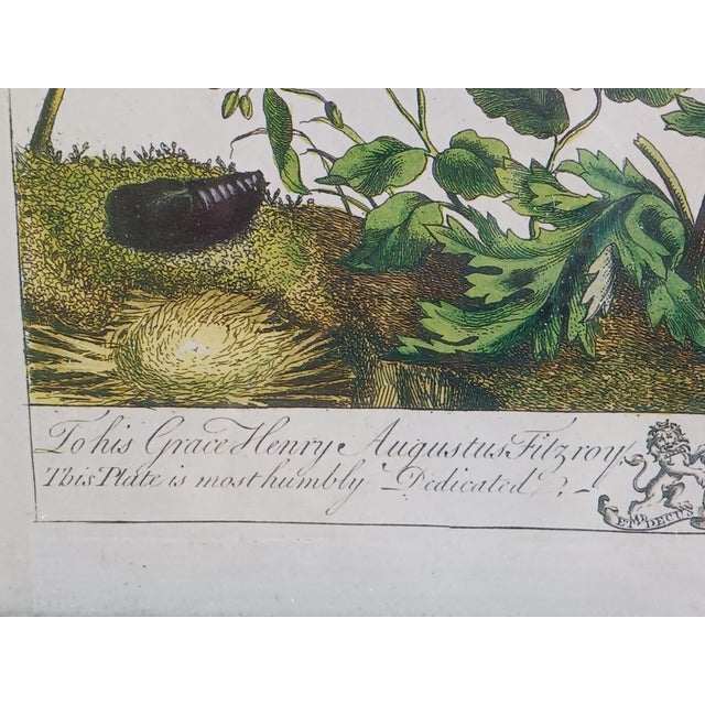 1700's Butterfly Natural History Engravings Reproductions in Contemporary Mirror Frames For Sale - Image 4 of 14