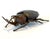 A bronze Japanese okimono cast in refined and realistic form of a Rhinoceros Beetle attributed to Myochin lineage circa...