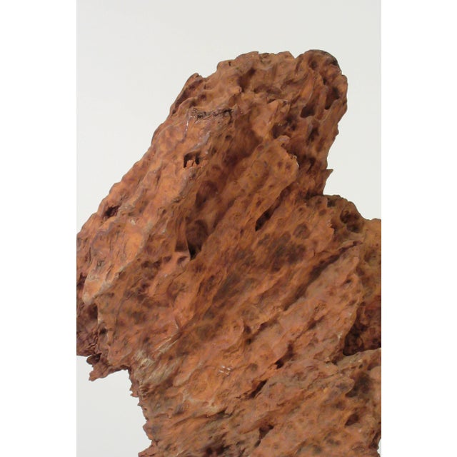 Contemporary 1960s Driftwood Sculpture For Sale - Image 3 of 13