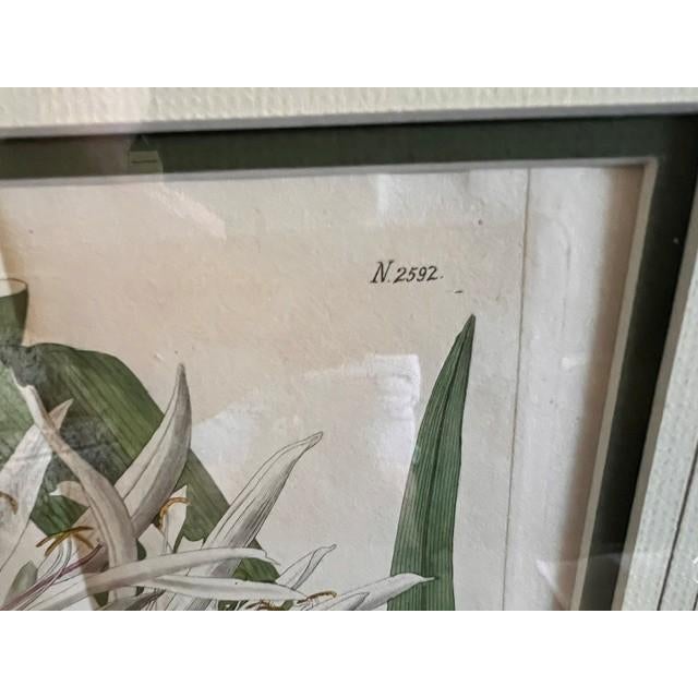 Spider Lily - 1817 Hand-Colored Botanical Etching For Sale In Tulsa - Image 6 of 7