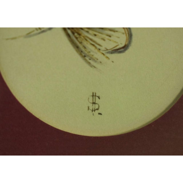 Traditional 1990s Hardys Favourite Wet Trout Fly Watercolour by Harry Spencer For Sale - Image 3 of 4