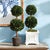 Kenneth Ludwig Chicago Boxwood Double Sphere Topiary Drop-In 20" For Sale - Image 4 of 4