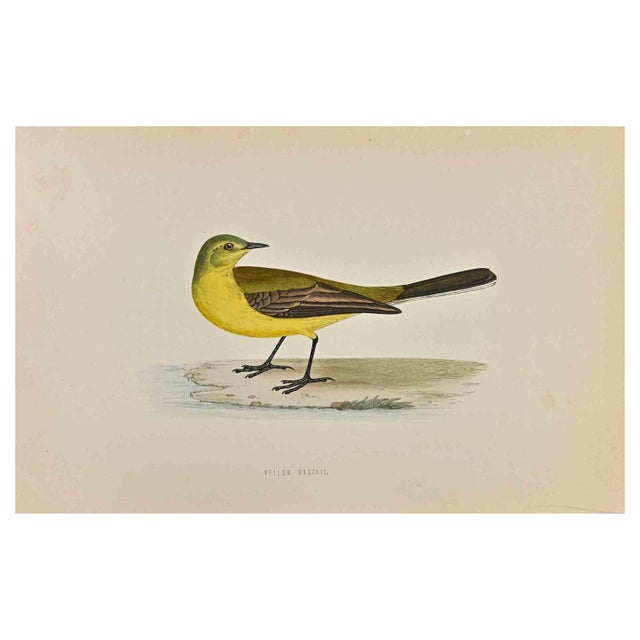 Yellow Wagtail is a modern artwork realized in 1870 by the British artist Alexander Francis Lydon (1836-1917) . Woodcut...