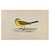 Yellow Wagtail is a modern artwork realized in 1870 by the British artist Alexander Francis Lydon (1836-1917) . Woodcut...