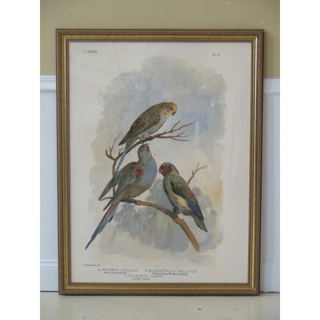 1990s Vintage Professionally Framed Bird Art For Sale - Image 9 of 9