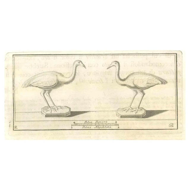 Various Artists, Birds Fresco, Etching, 18th Century For Sale