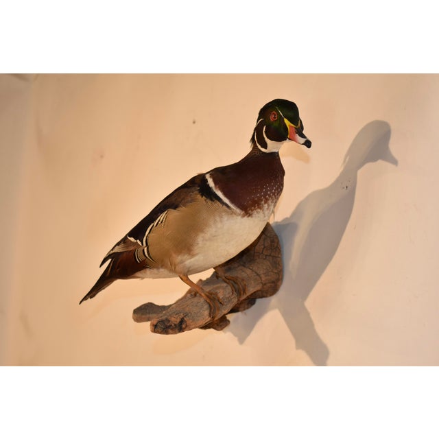 Circa 1970's taxidermy wood duck mounted on a piece of wood, which hangs on the wall. This is a beautiful specimen which...