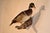 Circa 1970's taxidermy wood duck mounted on a piece of wood, which hangs on the wall. This is a beautiful specimen which...