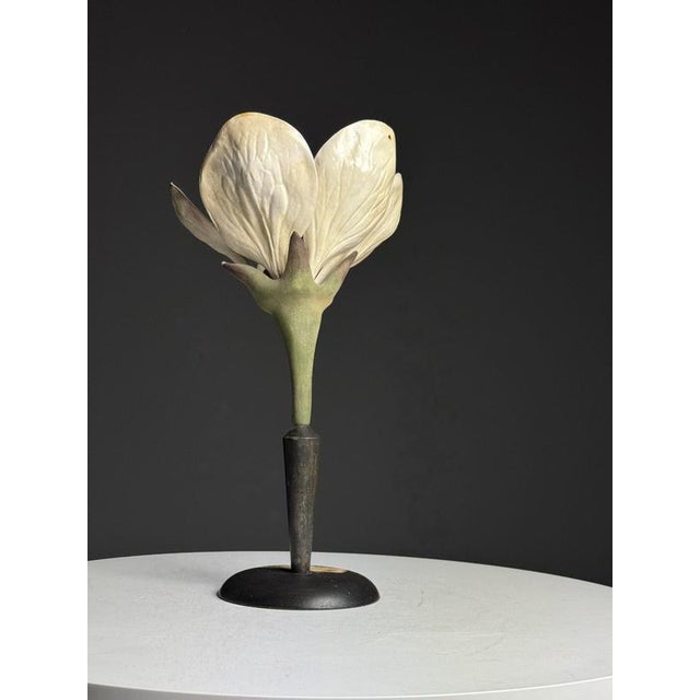 German Botanical Floral Model, 1900 For Sale - Image 5 of 18