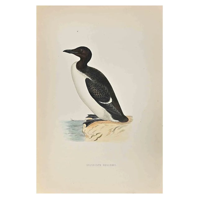 Alexander Francis Lydon, Brunnich's Guillemot, Woodcut Print, 1870 For Sale