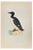 Alexander Francis Lydon, Brunnich's Guillemot, Woodcut Print, 1870 For Sale