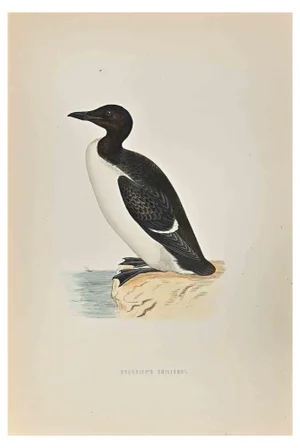 Alexander Francis Lydon, Brunnich's Guillemot, Woodcut Print, 1870