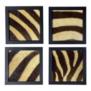 Set of Four Framed Genuine Antique Zebra Skin For Sale
