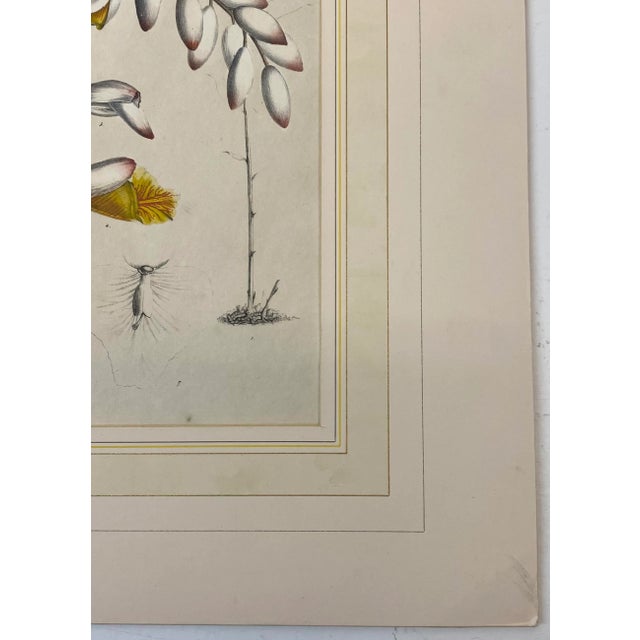Late 19th Century 19th C. Hand Colored Botanical "Alpinia Nutans Rosc." Lithograph For Sale - Image 5 of 12