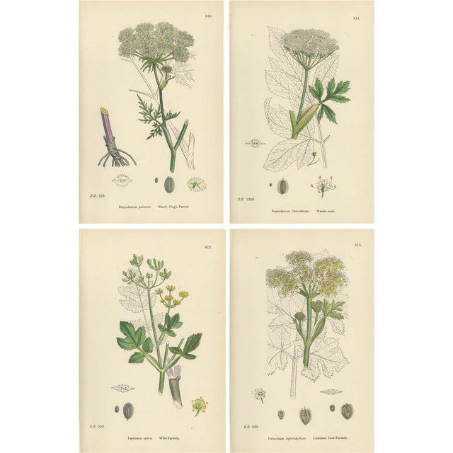 Sowerby, Botanical Herbs: Green Umbellifers, 1902, Prints, Set of 4 For Sale - Image 10 of 10