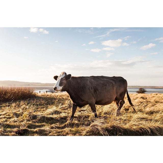 'Brown Cow' Contemporary English Landscape Fine Art Photography Print, Pastoral Art, Large 45 X 30" Bovine Artwork For Sale