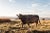 'Brown Cow' Contemporary English Landscape Fine Art Photography Print, Pastoral Art, Large 45 X 30" Bovine Artwork For Sale
