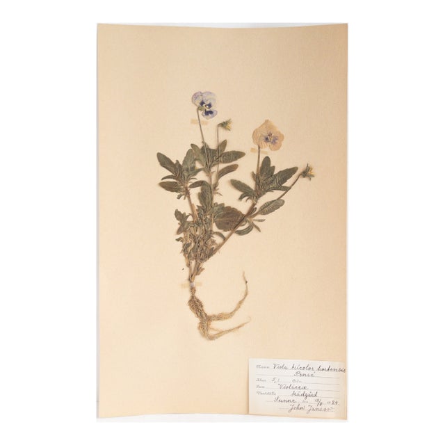 Antique Swedish HeRbarium - Viola, Circa 1924 For Sale