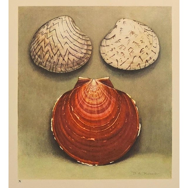 French 1935 Rare Set of 3 French Lithographs- Sea Shells For Sale - Image 3 of 7
