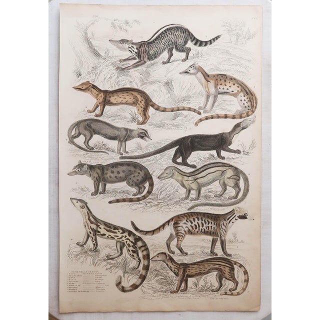After Cpt. Brown, Big Cat Illustrations, 1835, Prints, Set of 12 For Sale - Image 12 of 14