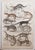After Cpt. Brown, Big Cat Illustrations, 1835, Prints, Set of 12 For Sale - Image 12 of 14