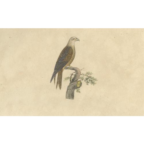 Karl Joseph Brodtmann, Birds of Prey, 1816, Lithograph For Sale - Image 3 of 9
