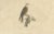 Karl Joseph Brodtmann, Birds of Prey, 1816, Lithograph For Sale - Image 3 of 9