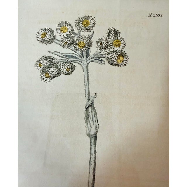 Set of 7 Antique Botanical Prints, Early 1800s, Authentic Curtis and Sowerby For Sale In New York - Image 6 of 12