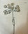 Set of 7 Antique Botanical Prints, Early 1800s, Authentic Curtis and Sowerby For Sale In New York - Image 6 of 12