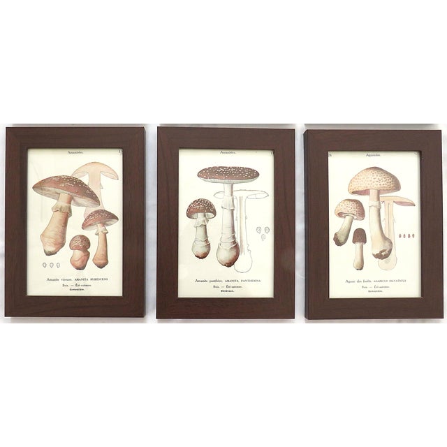 Mid-Century Modern Set of 6 French Mushroom Fungi Offset Lithograph Prints Framed C. 1946 Botanical For Sale - Image 3 of 4